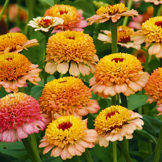 Zinnia Zinderella Peach