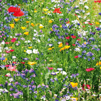 Wildflower Beneficial Insect & Pollinator Blend