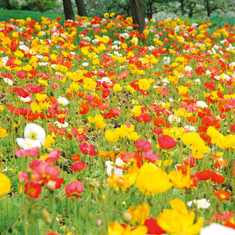 Wildflower Poppy Fields of Colour