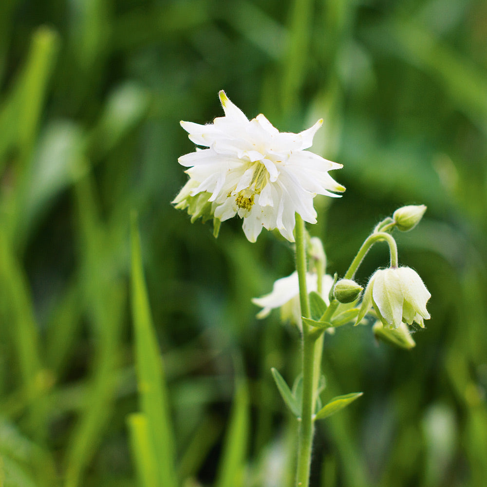 Buy Aquilegia White Barlow by Kings Seeds NZ online - Kings Seeds NZ