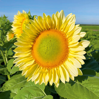 Sunflower Pro Cut White Lite F1 (treated seed)