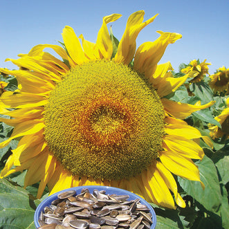 Sunflower Salt N Roast F1 (treated seed)