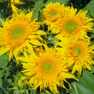 Sunflower Starburst Greenburst F1 (treated seed)