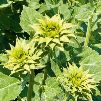 Sunflower Sunfill Green F1 (treated seed)