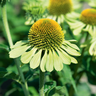 Echinacea Mojito