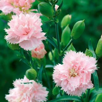 Dianthus Chabaud La France