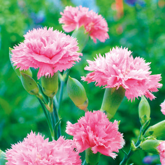 Dianthus Chabaud Aurora