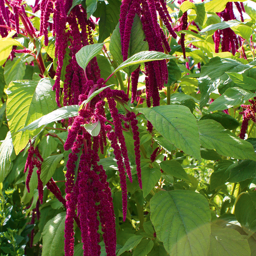 Buy Amaranthus Love Lies Bleeding by Kings Seeds online - Kings Seeds NZ