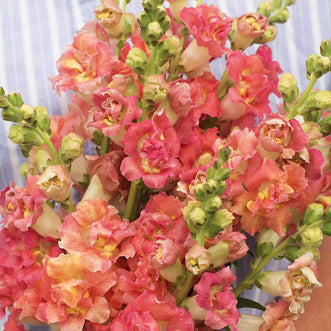 Antirrhinum Madame Butterfly Bronze with White