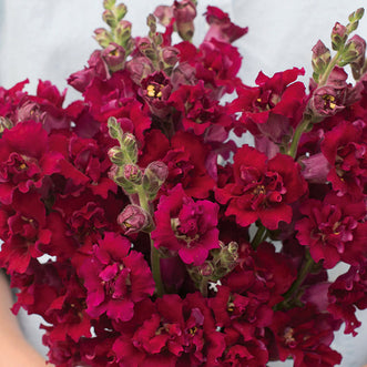 Antirrhinum Madame Butterfly Red