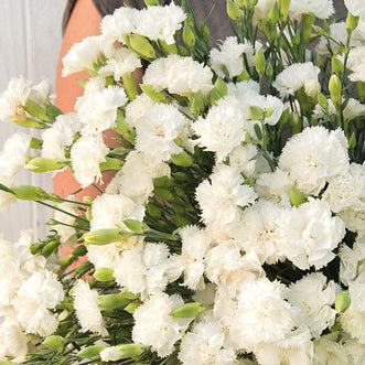 Dianthus Chabaud Jeanne Dionis