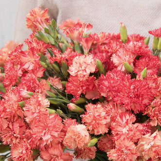 Dianthus Chabaud Orange Sherbet