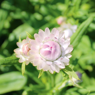 Helichrysum Silvery Rose