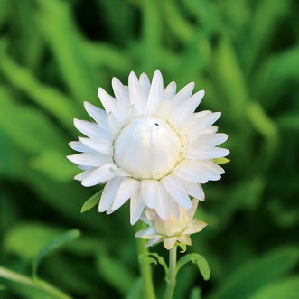 Helichrysum White