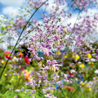 Thalictrum Lilac