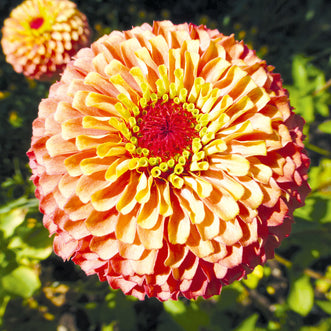 Zinnia Queen Lime-Orange