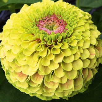 Zinnia Queen Lime-Blush