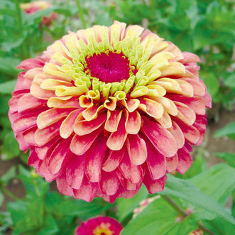 Zinnia Queen Lime-Red