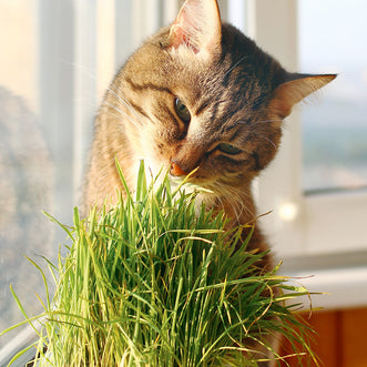 Catgrass