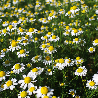 Chamomile Roman