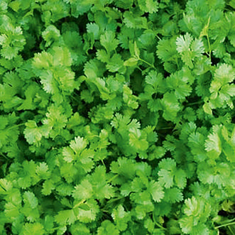 Coriander Picante