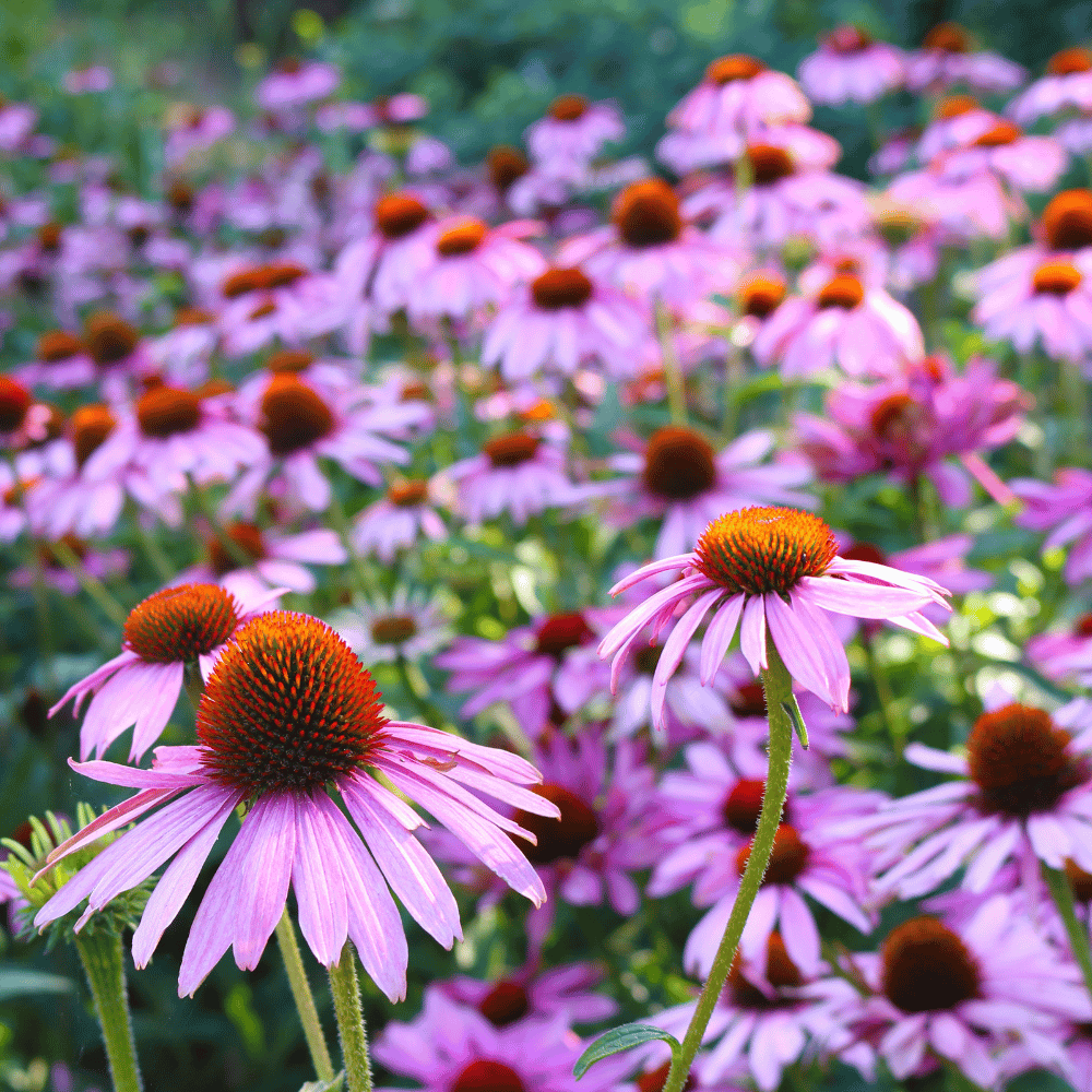 Buy Echinacea Purple Coneflower by Kings Seeds online - Kings Seeds NZ