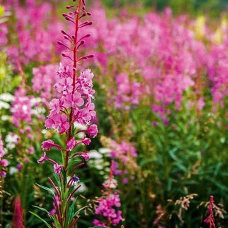 Epilobium Willowherb