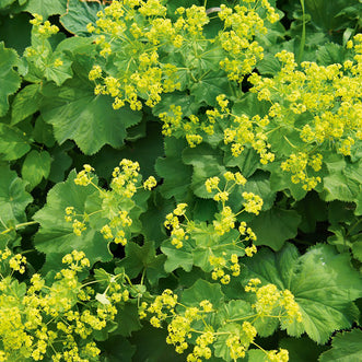 Lady's Mantle