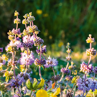 Pennyroyal