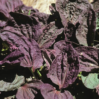 Plantain Purple