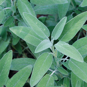 Sage Common