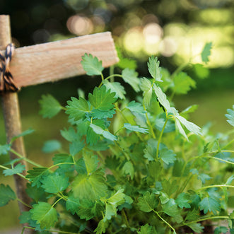 Salad Burnet