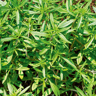 Summer Savory