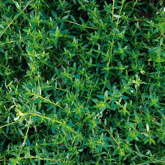 Winter Savory