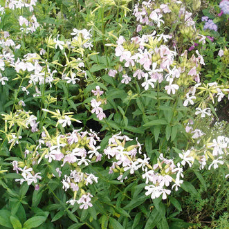 Soapwort