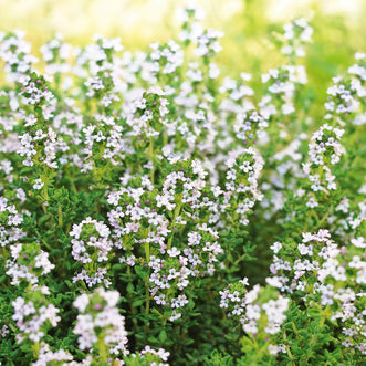 Thyme French Summer