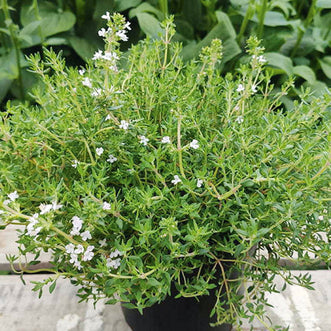 Thyme Orange Scented