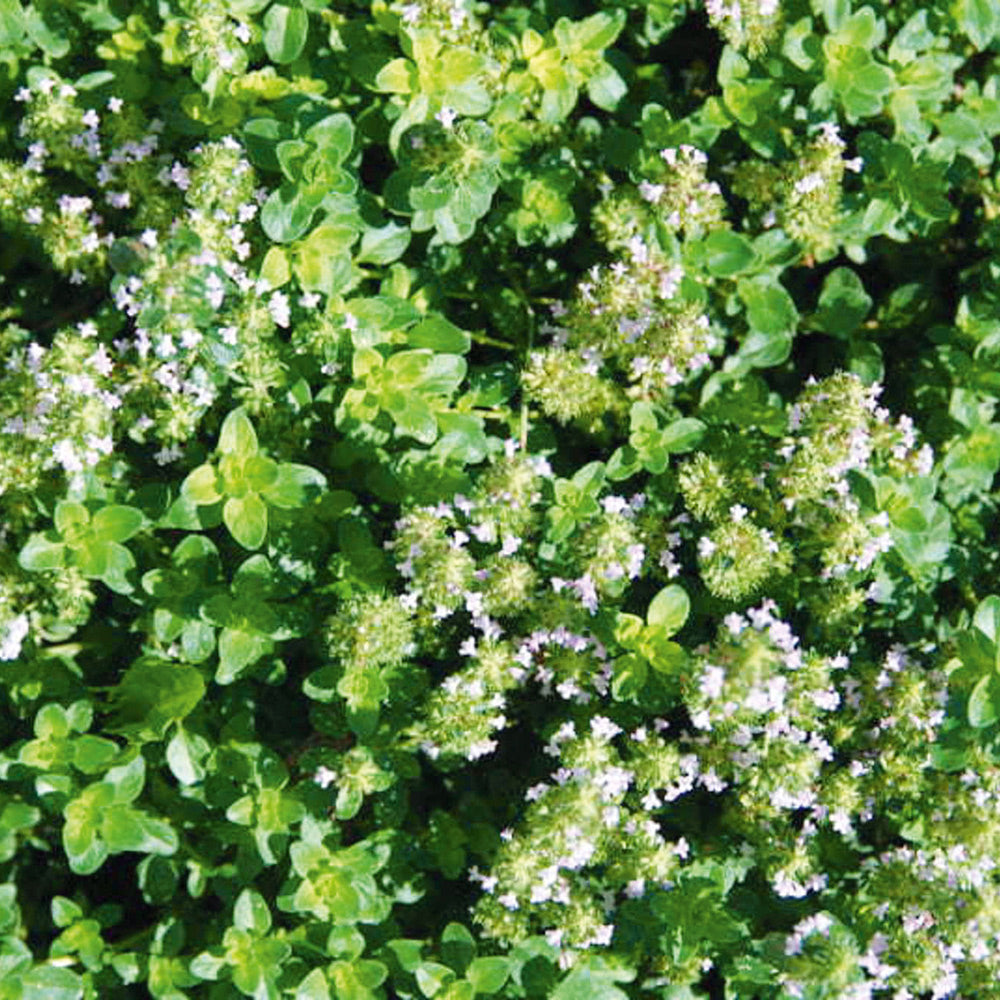 Buy Thyme Wild by Kings Seeds online - Kings Seeds NZ