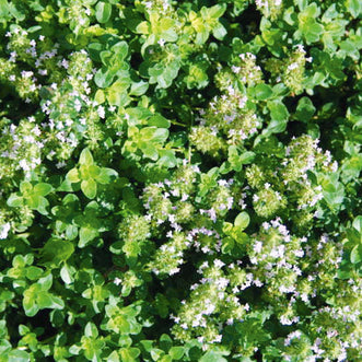 Thyme Wild