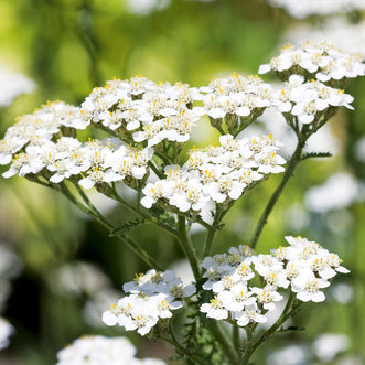 Yarrow Common White