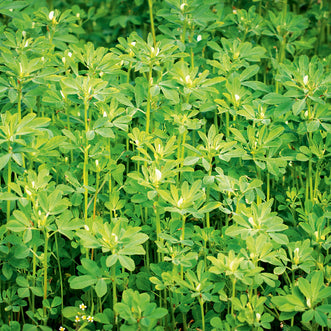 Fenugreek (treated seed)