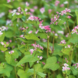 Buckwheat Pink