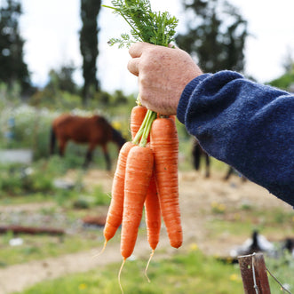 Carrot Giant Flakkee