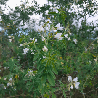 Kings Seeds Lifestyle Tree Lucerne (Tagasaste)