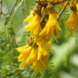 Kowhai