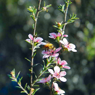 Manuka