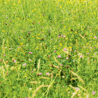 Pasture Drought Hardy Blend