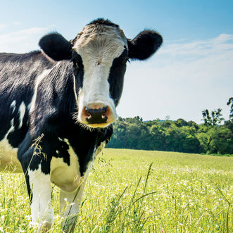 Pasture Herbal Grazing Blend