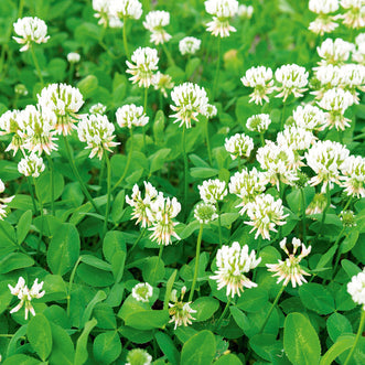 White Clover