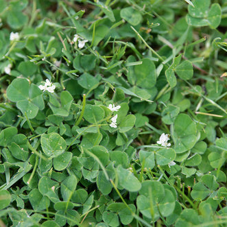 Subterranean Clover